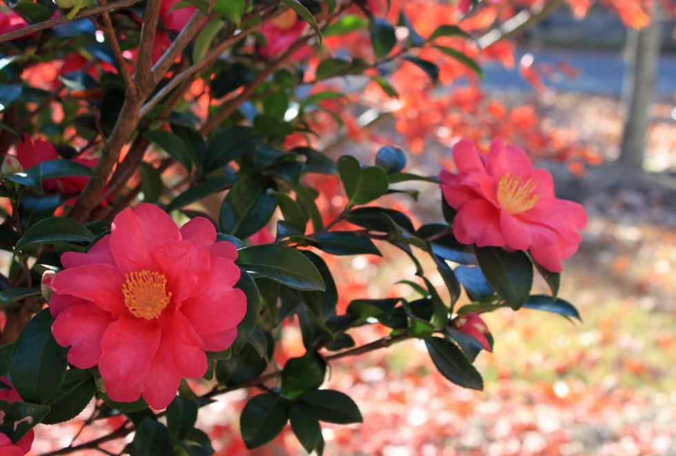 camellias 12-7-15.jpg