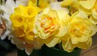 daffodil-cluster-1.jpg