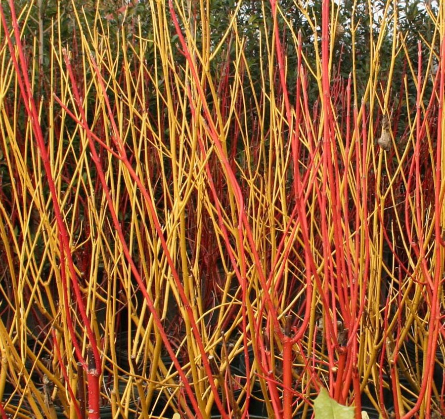 red yellow twig dogwood