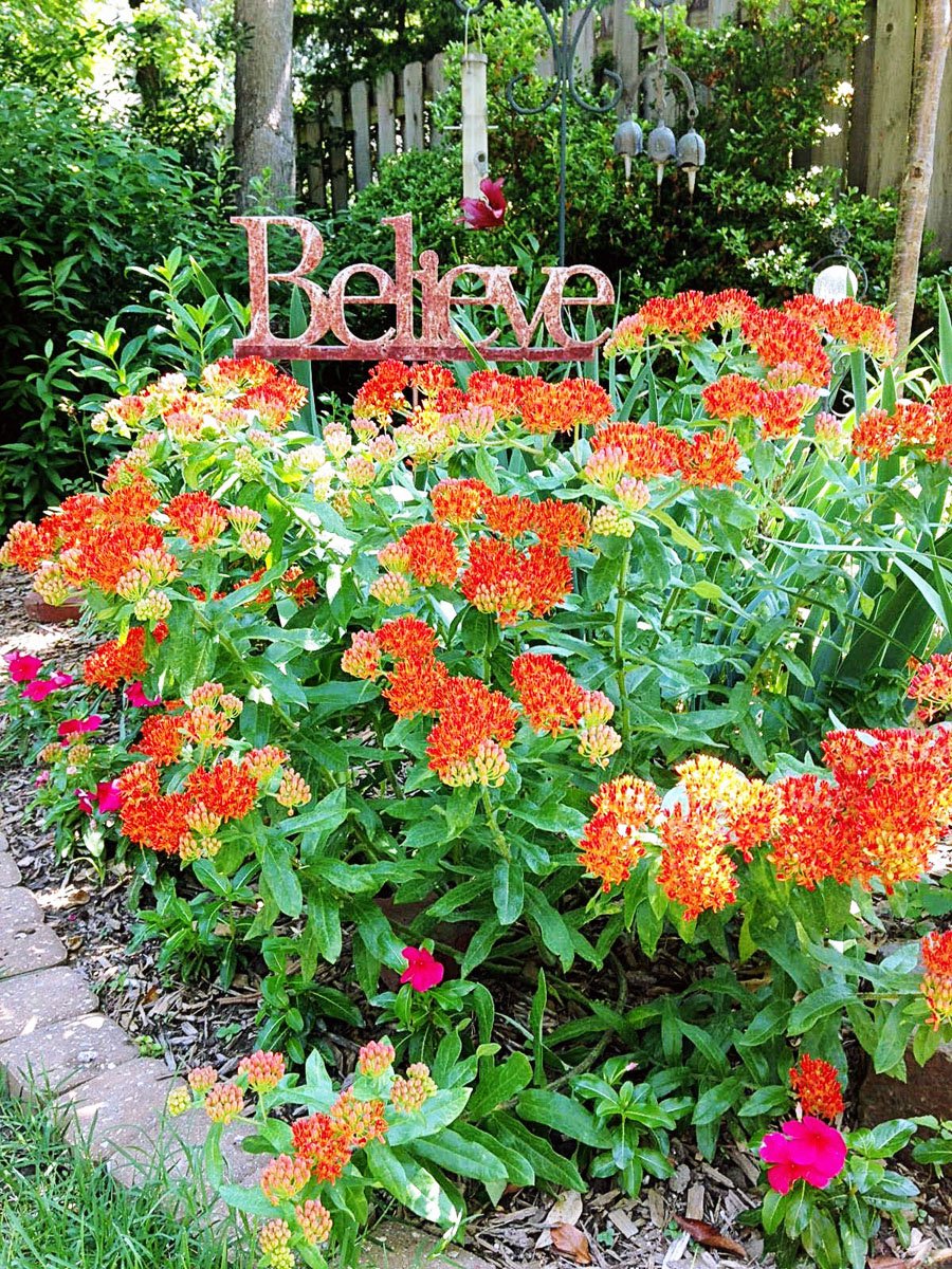butterfly weed in barbara rea's garden.jpg