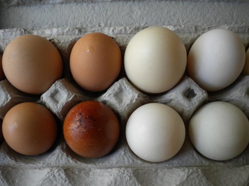 Duck Eggs vs Chicken Eggs - Buttered Side Up