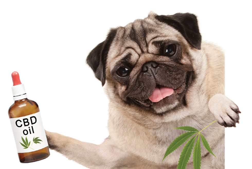 IV. How to Administer CBD to Pets: Best Practices and Dosage Guidelines