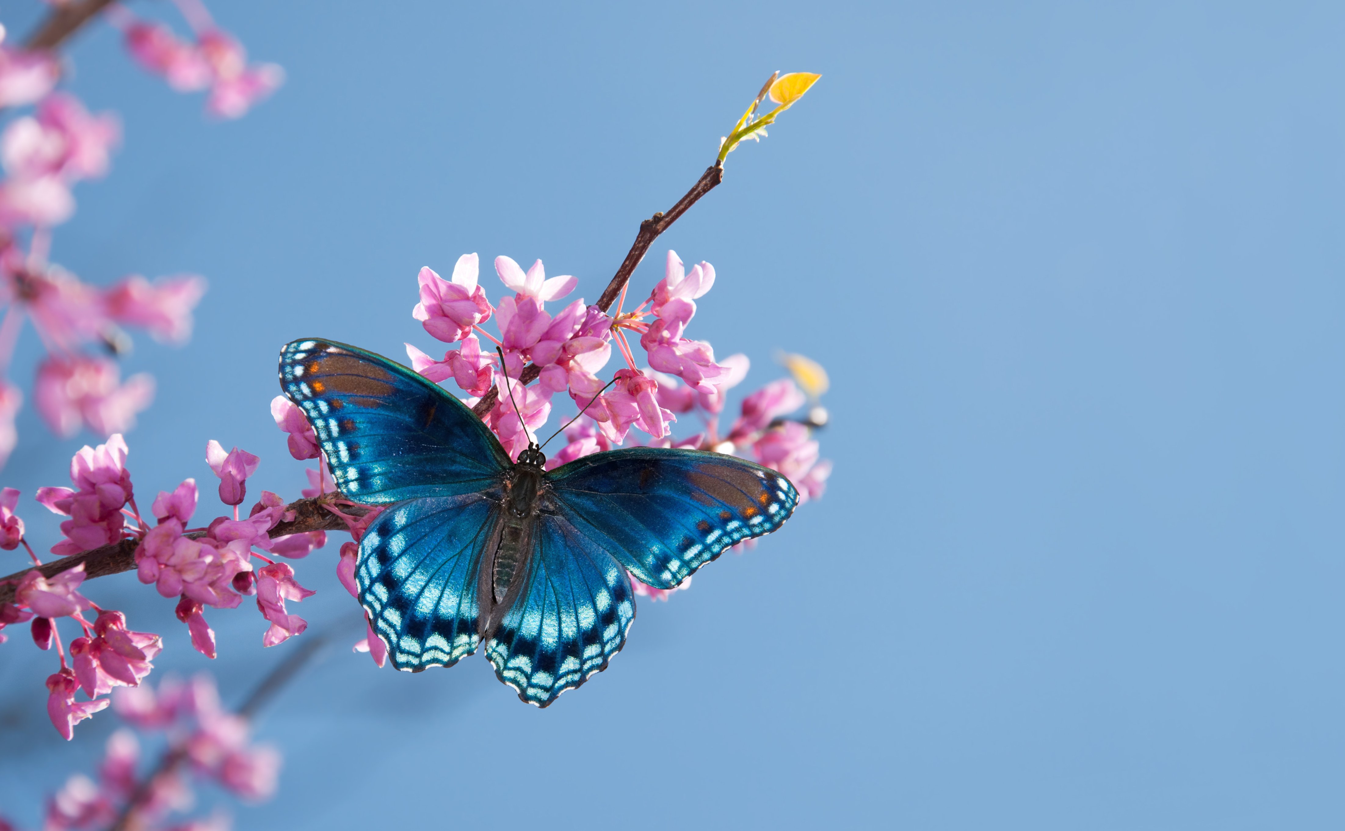 Eastern Blue Jay - Snetsinger Butterfly Garden