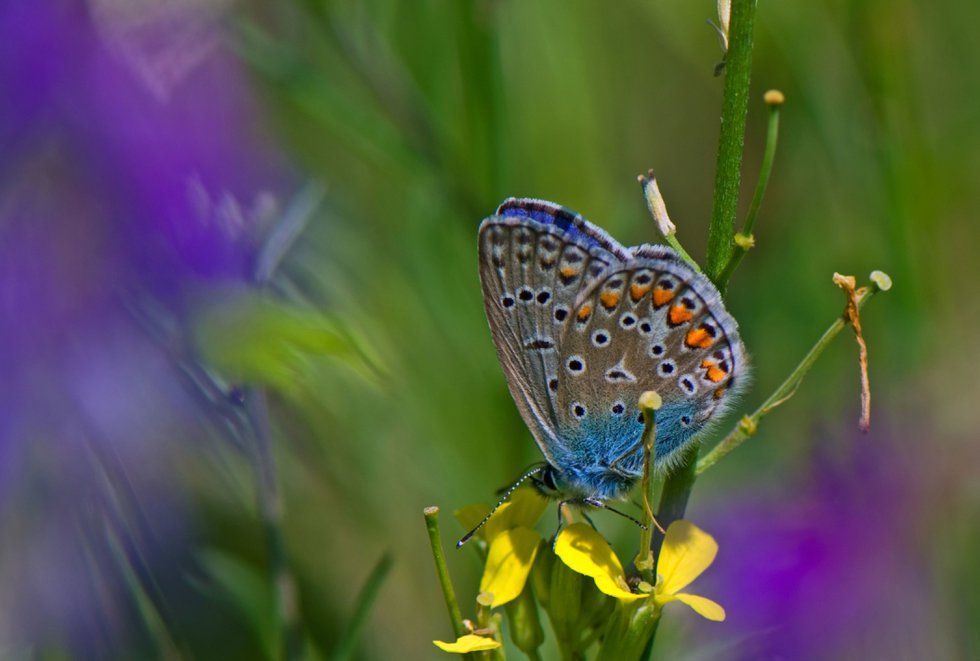Butterfly - Eastern Tailed Blue