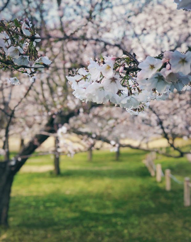 Cherry_blossoms_2.jpg