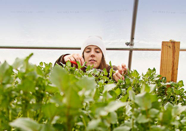Mary Phillips tends a lush stand of watercress at Urban Farms in the Binghamton community.