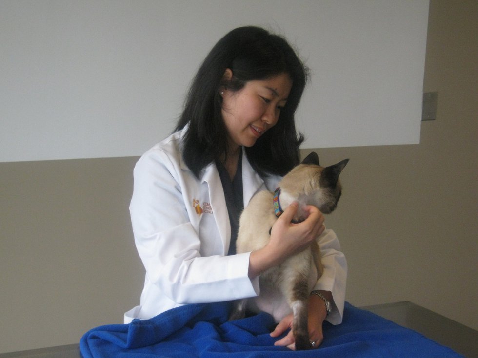 Dr. Ai Takeuchi pets Opie, a cat that recently underwent a successful kidney transplant. 