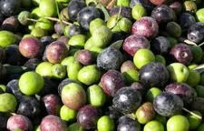 holly fresh olivesm.jpg