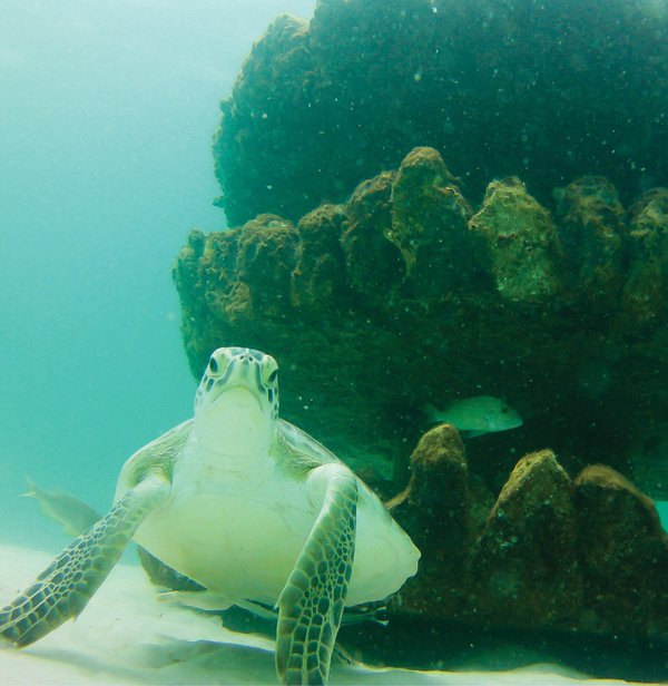 RS10332_Sea_Turtle_Reef_-_Grayton_Beach_-_South_Walton_FL.jpg