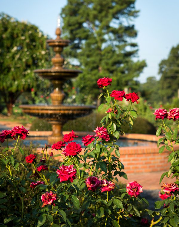 One of the oldest areas of the Memphis Botanic Garden, the Rose Garden, which was once located in Overton Park, boasts 75 species of roses.