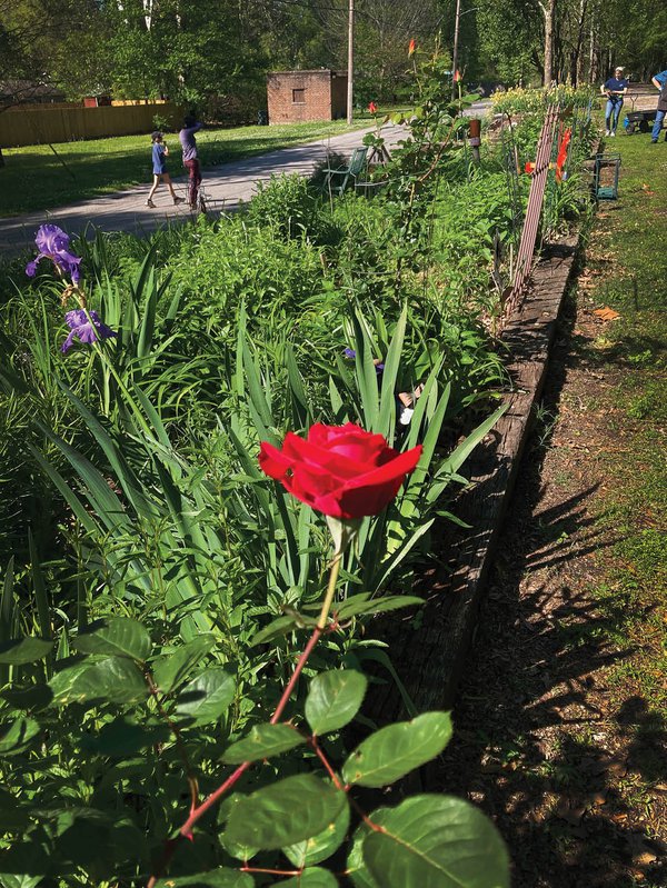 Idlewild_Garden_rose.jpg