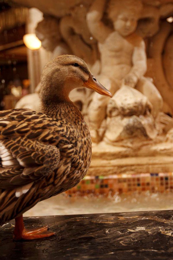 PeabodyDuck in Fountain.jpg