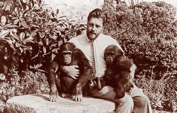 Gerald Durrell with chimp and gorilla at Jersey Zoo, 1959