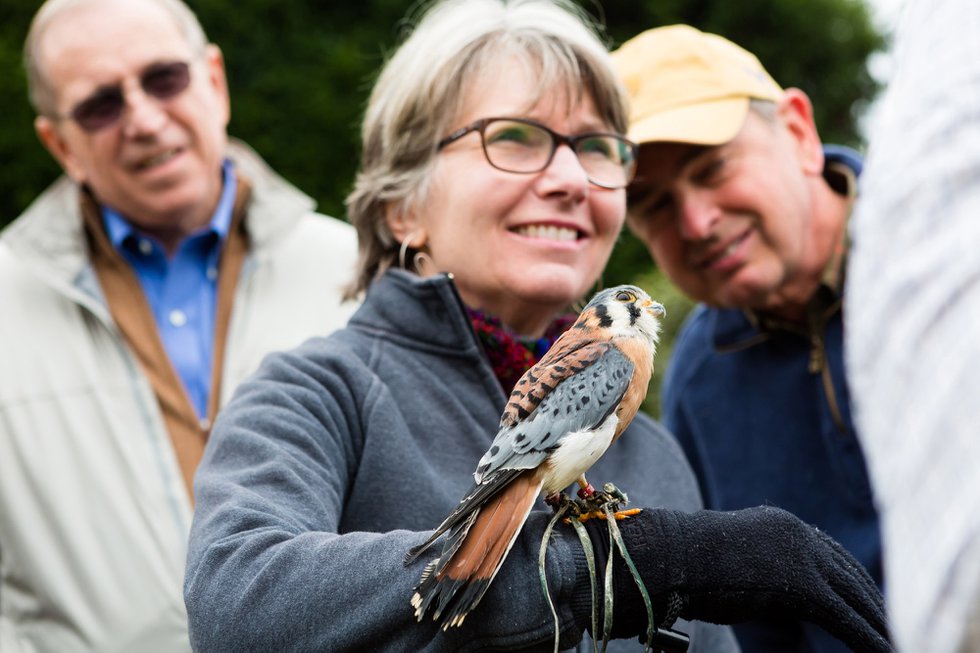 Memphis’ Kay Lait, bird-watcher extraordinaire, wears a proud expression of pure pleasure as she “hosts” a Kestrel on her arm.
