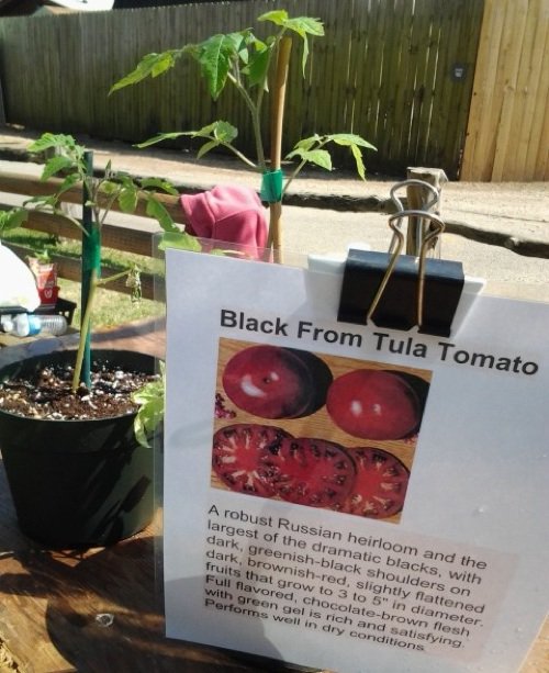 Vegetable plants, such as the tomatoes above grown by Jan Dickey, pictured below, join shrubs and ornamentals at the Memphis Botanic Garden’s annual spring plant sale.