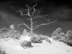 Ghost tree on Horn Island, Mississippi. “I photographed this same tree for years, hoping to catch a good image. In 2004, I was experimenting with infrared photography, and I finally got something that approximated how it made me feel.”