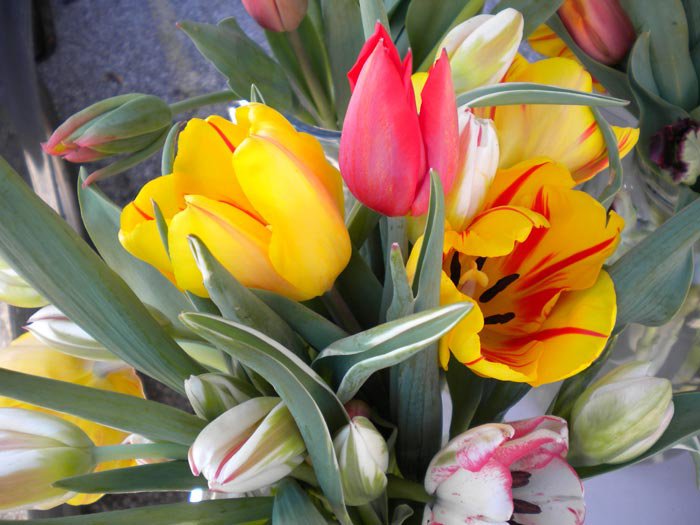 tulip-closeup.jpg