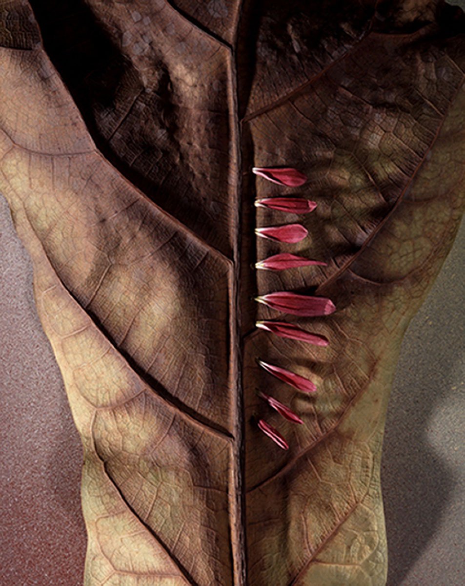 From a series of photographs about leaves, 2004.